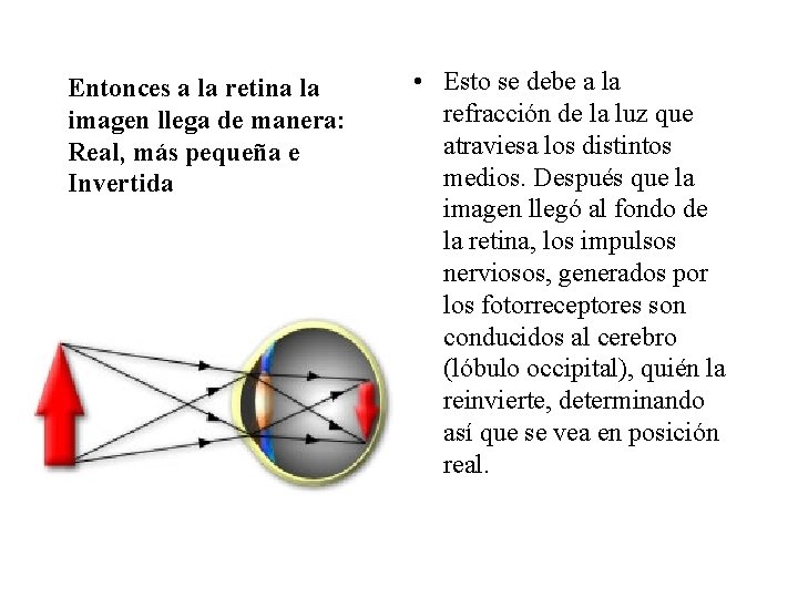 Entonces a la retina la imagen llega de manera: Real, más pequeña e Invertida