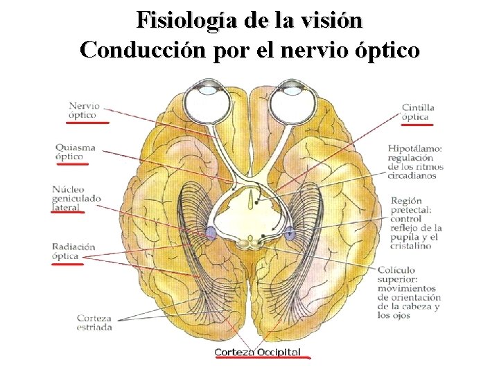 Fisiología de la visión Conducción por el nervio óptico 