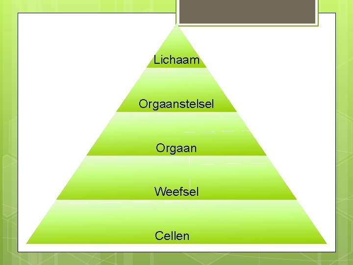 Lichaam Orgaanstelsel Orgaan Weefsel Cellen 