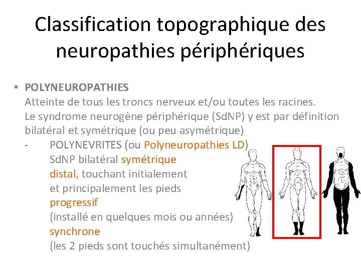 Classification topographique des neuropathies périphériques • POLYNEUROPATHIES Atteinte de tous les troncs nerveux et/ou