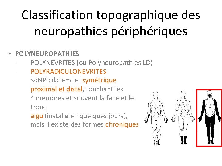 Classification topographique des neuropathies périphériques • POLYNEUROPATHIES POLYNEVRITES (ou Polyneuropathies LD) POLYRADICULONEVRITES Sd. NP