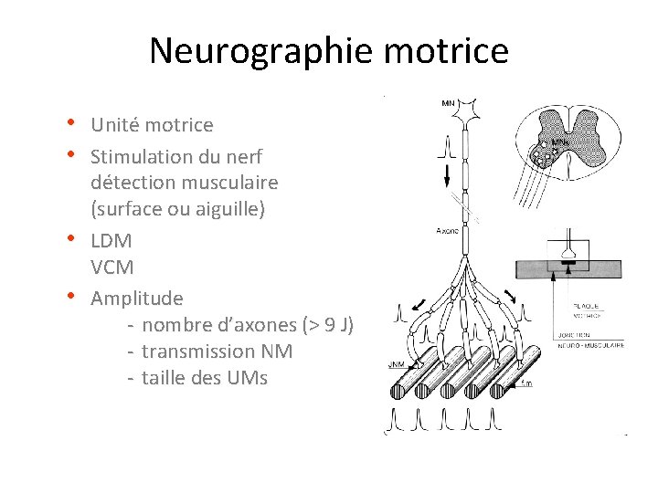 Neurographie motrice • Unité motrice • Stimulation du nerf • • détection musculaire (surface