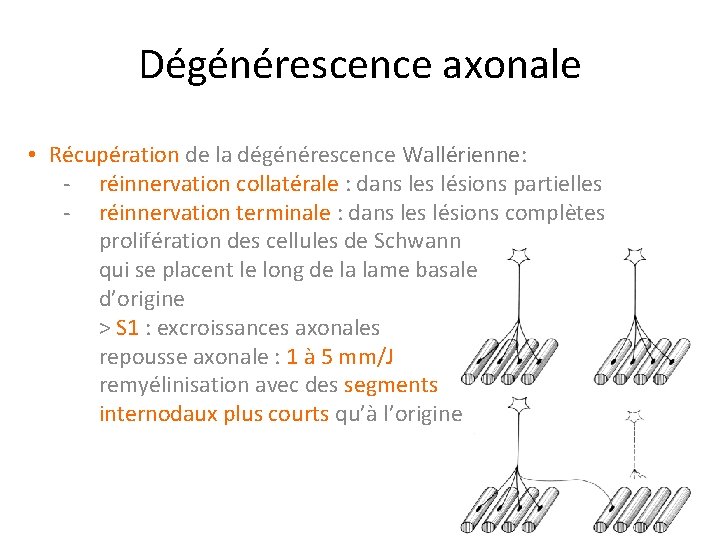 Dégénérescence axonale • Récupération de la dégénérescence Wallérienne: - réinnervation collatérale : dans les