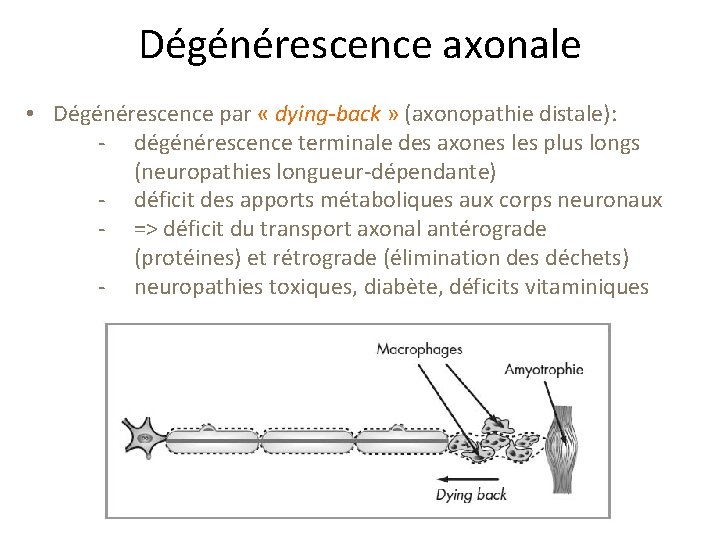 Dégénérescence axonale • Dégénérescence par « dying-back » (axonopathie distale): - dégénérescence terminale des