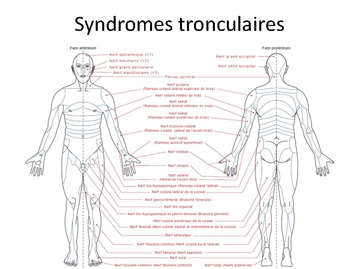Syndromes tronculaires 