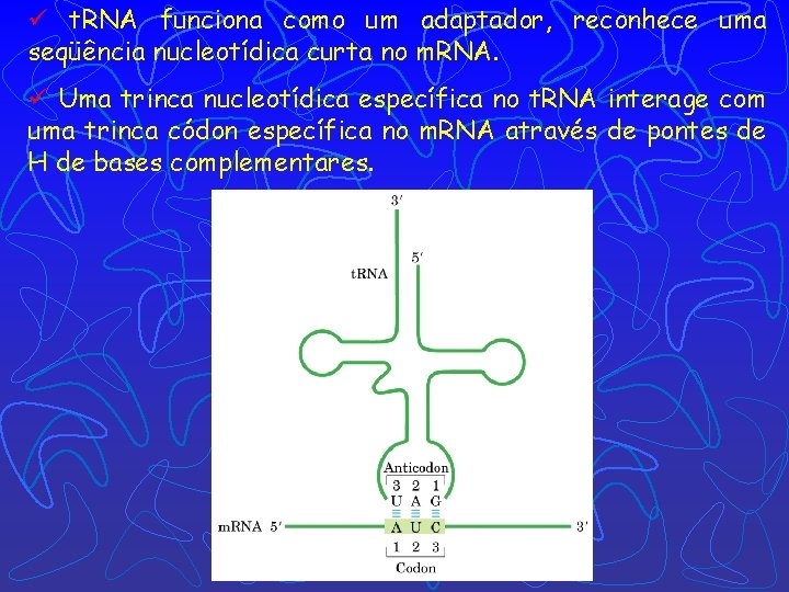 ü t. RNA funciona como um adaptador, reconhece uma seqüência nucleotídica curta no m.