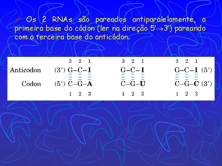 ü Os 2 RNAs são pareados antiparalelamente, a primeira base do códon (ler na