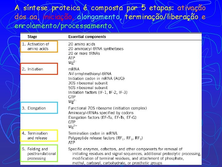 A síntese proteica é composta por 5 etapas: ativação dos aa, iniciação, alongamento, terminação/liberação