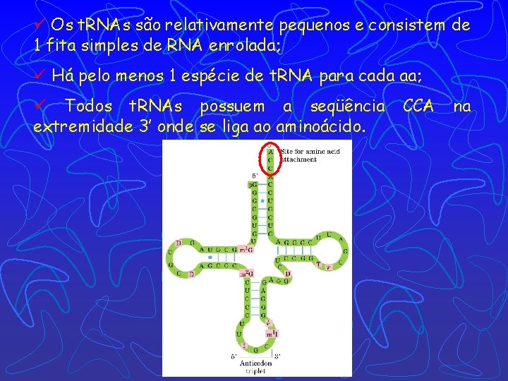 ü Os t. RNAs são relativamente pequenos e consistem de 1 fita simples de