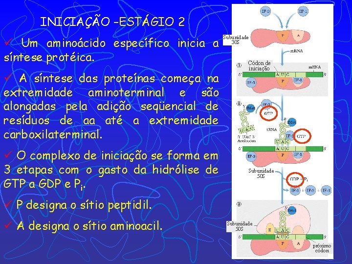 INICIAÇÃO –ESTÁGIO 2 ü Um aminoácido específico inicia a síntese protéica. ü A síntese