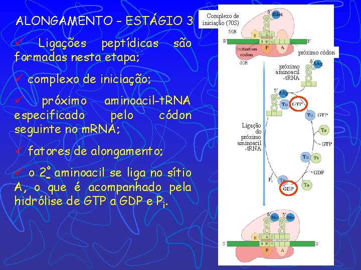 ALONGAMENTO – ESTÁGIO 3 ü Ligações peptídicas formadas nesta etapa; Complexo de iniciação (70