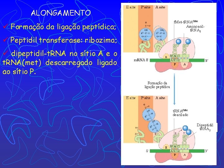 ALONGAMENTO f. Met-t. RNAf. Met Aminoacilt. RNA 2 ü Formação da ligação peptídica; ü