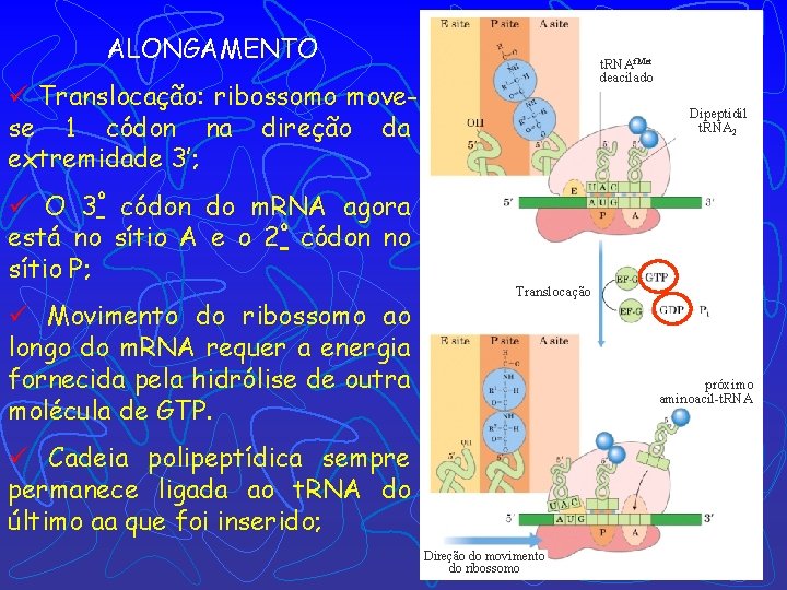 ALONGAMENTO t. RNAf. Met deacilado ü Translocação: ribossomo movese 1 códon na direção da