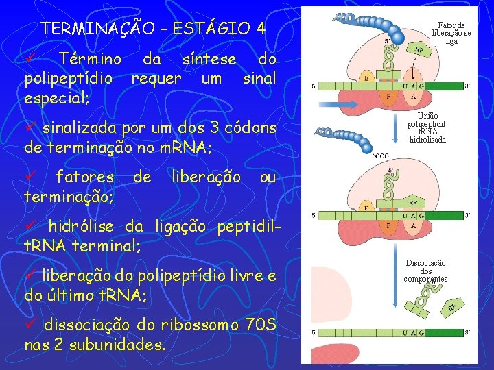 TERMINAÇÃO – ESTÁGIO 4 Fator de liberação se liga ü Término da síntese do