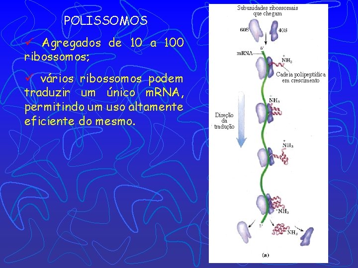 Subunidades ribossomais que chegam POLISSOMOS ü Agregados de 10 a 100 ribossomos; ü vários