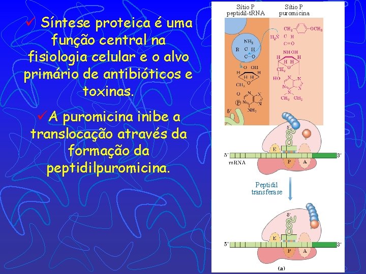 ü Síntese proteica é uma função central na fisiologia celular e o alvo primário