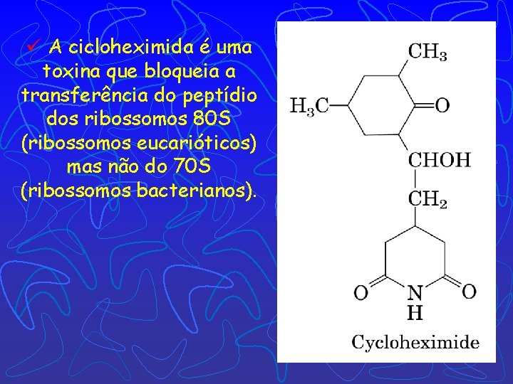 ü A cicloheximida é uma toxina que bloqueia a transferência do peptídio dos ribossomos