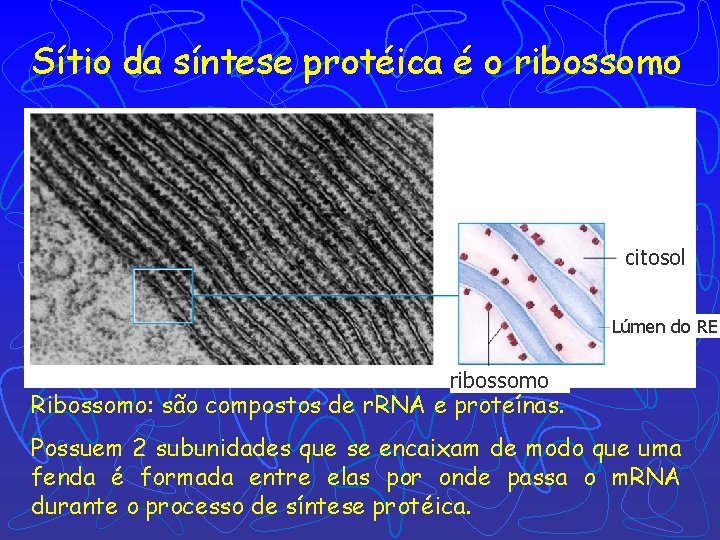Sítio da síntese protéica é o ribossomo citosol Lúmen do RE ribossomo Ribossomo: são