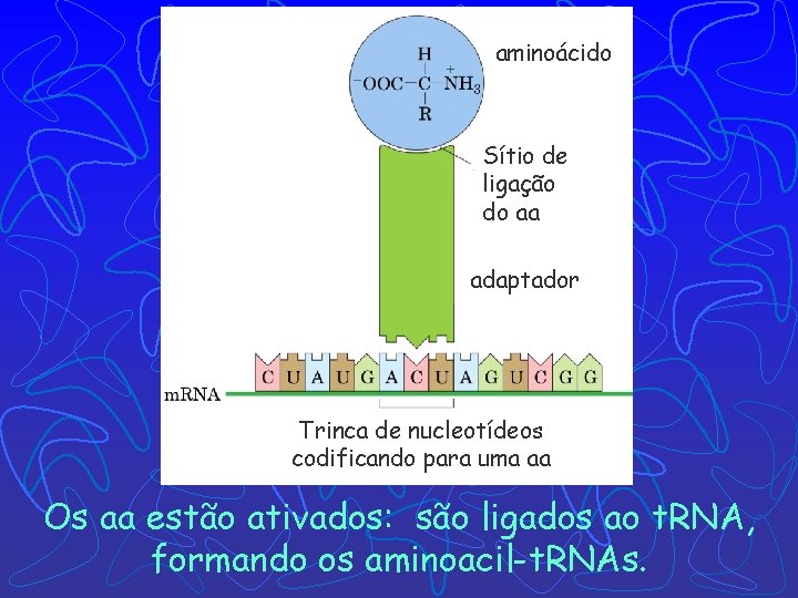 aminoácido Sítio de ligação do aa adaptador Trinca de nucleotídeos codificando para uma aa