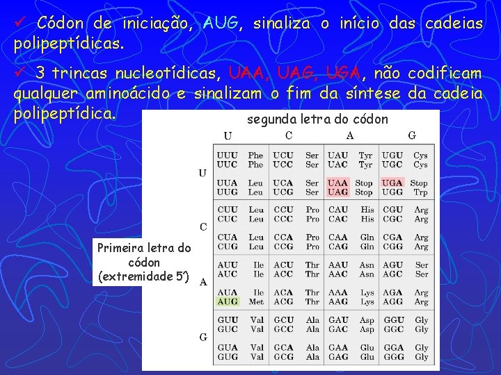 ü Códon de iniciação, AUG, sinaliza o início das cadeias polipeptídicas. ü 3 trincas