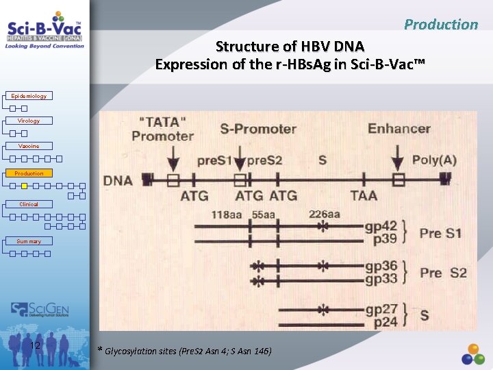 Production Structure of HBV DNA Expression of the r-HBs. Ag in Sci-B-Vac™ Epidemiology Virology