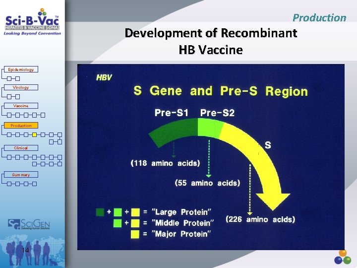 Production Development of Recombinant HB Vaccine Epidemiology Virology Vaccine Production Clinical Summary 14 