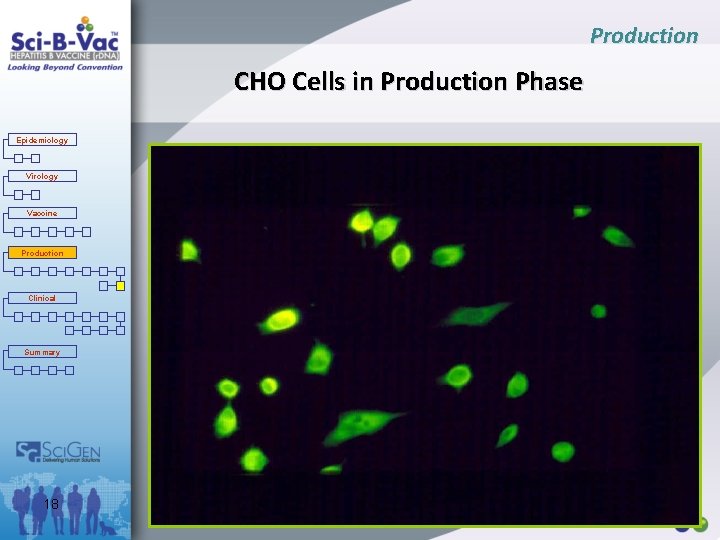 Production CHO Cells in Production Phase Epidemiology Virology Vaccine Production Clinical Summary 18 