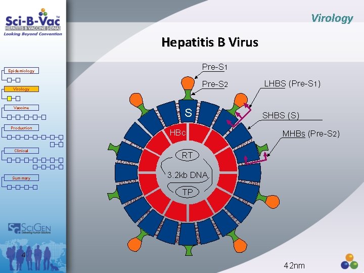 Virology Hepatitis B Virus Pre-S 1 Epidemiology Pre-S 2 Virology Vaccine Production Clinical Summary