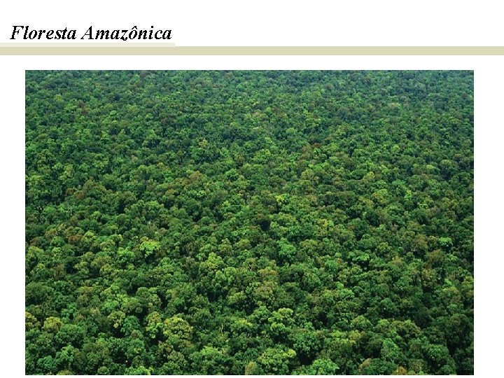 Floresta Amazônica 