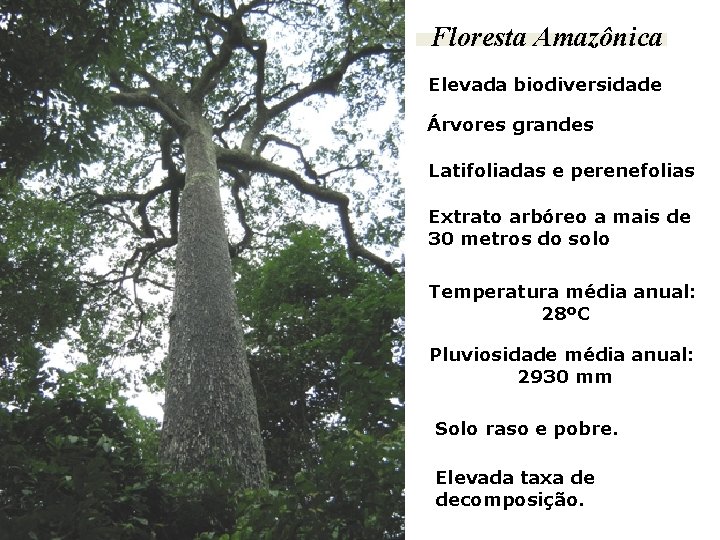 Floresta Amazônica Elevada biodiversidade Árvores grandes Latifoliadas e perenefolias Extrato arbóreo a mais de