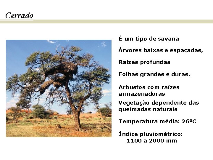 Cerrado É um tipo de savana Árvores baixas e espaçadas, Raízes profundas Folhas grandes