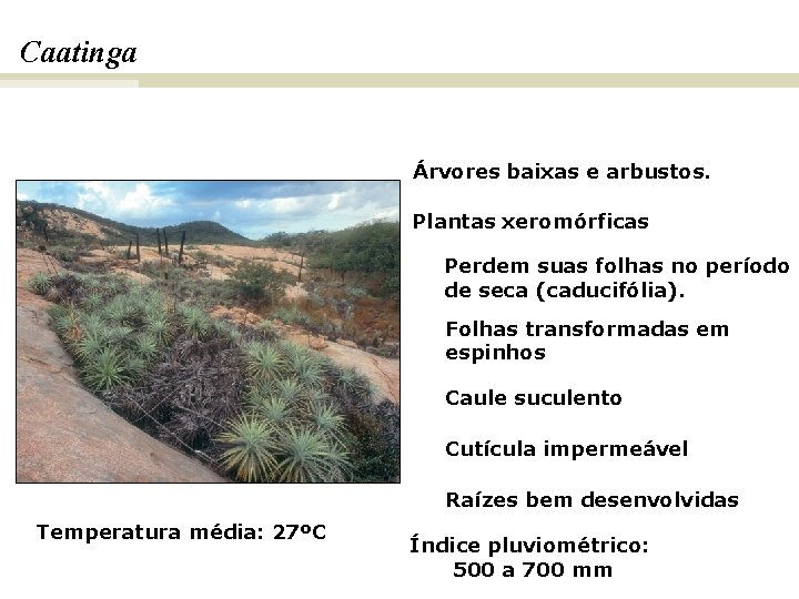 Caatinga. BIOMAS E FITOGEOGRAFIA DO BRASIL Árvores baixas e arbustos. Plantas xeromórficas Perdem suas
