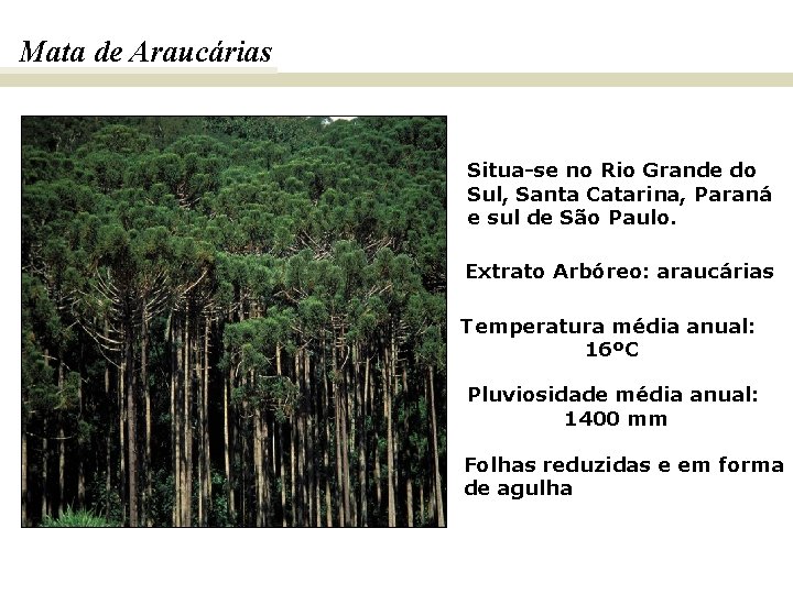 Mata de Araucárias Situa-se no Rio Grande do Sul, Santa Catarina, Paraná e sul
