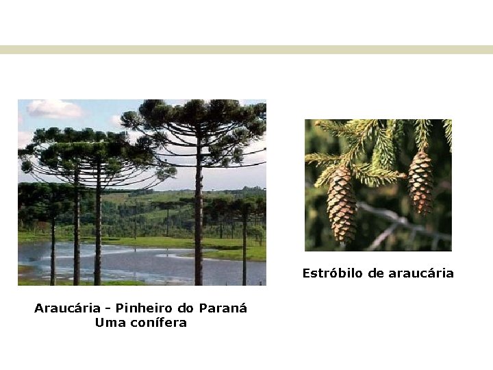 BIOMAS E FITOGEOGRAFIA DO BRASIL Estróbilo de araucária Araucária - Pinheiro do Paraná Uma