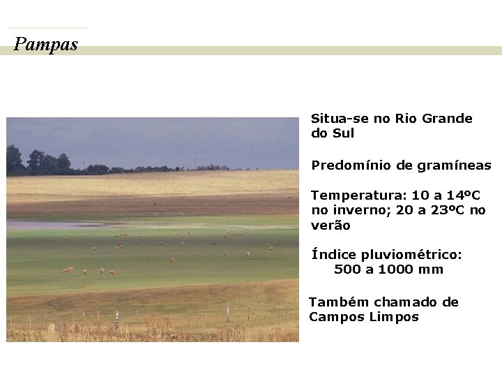 Pampas BIOMAS E FITOGEOGRAFIA DO BRASIL Situa-se no Rio Grande do Sul Predomínio de