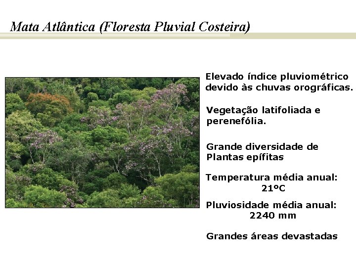 BIOMAS E FITOGEOGRAFIA DO BRASIL Mata Atlântica (Floresta Pluvial Costeira) Elevado índice pluviométrico devido