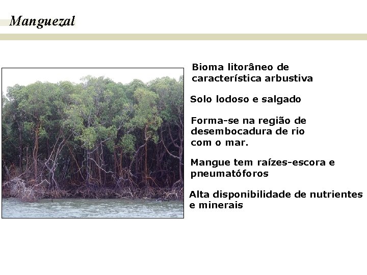 Manguezal BIOMAS E FITOGEOGRAFIA DO BRASIL Bioma litorâneo de característica arbustiva Solo lodoso e