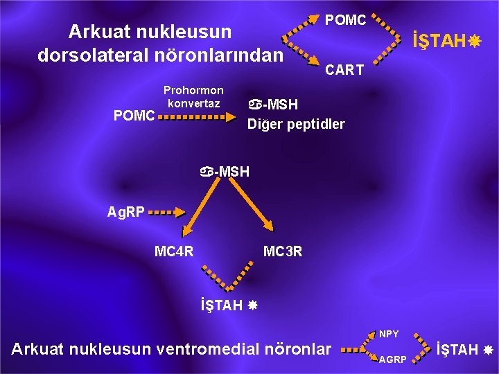 Arkuat nukleusun dorsolateral nöronlarından POMC Prohormon konvertaz POMC İŞTAH¯ CART a-MSH Diğer peptidler a-MSH
