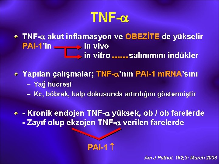 TNF-a akut inflamasyon ve OBEZİTE de yükselir PAI-1’in in vivo in vitro salınımını indükler