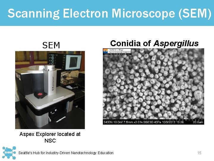 Scanning Electron Microscope (SEM) SEM Conidia of Aspergillus Aspex Explorer located at NSC Seattle’s