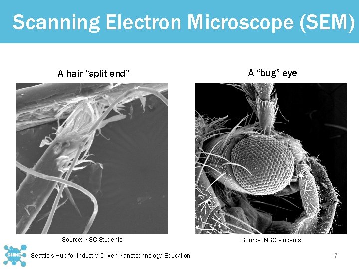 Scanning Electron Microscope (SEM) A hair “split end” A “bug” eye Source: NSC Students