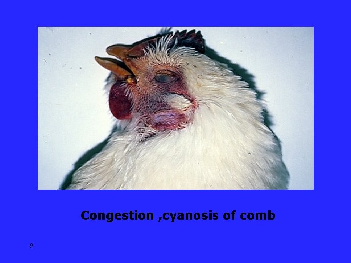 Congestion , cyanosis of comb 9 
