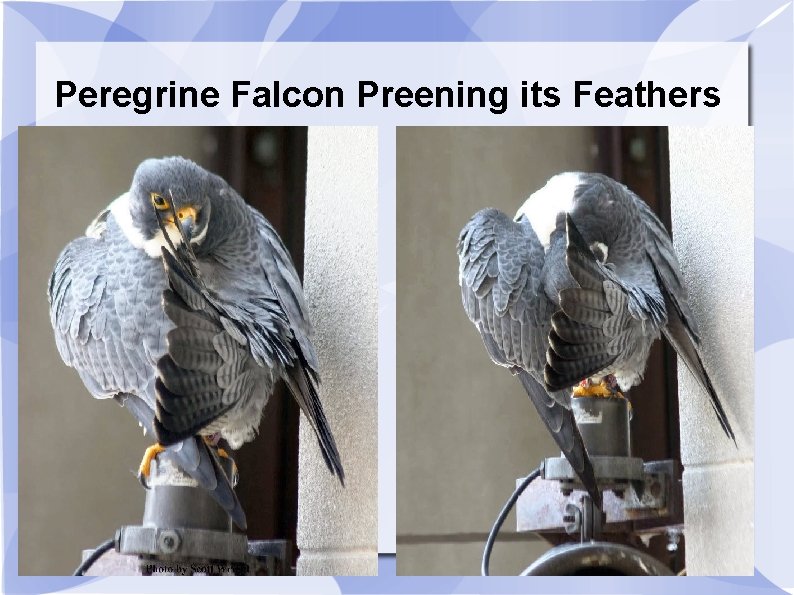 Peregrine Falcon Preening its Feathers 
