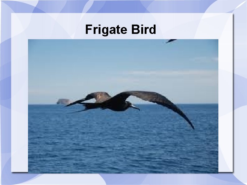 Frigate Bird 