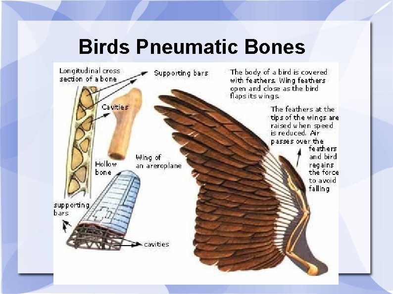 Birds Pneumatic Bones 