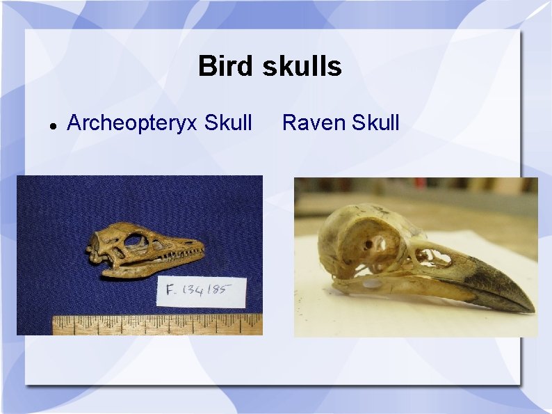 Bird skulls Archeopteryx Skull Raven Skull 