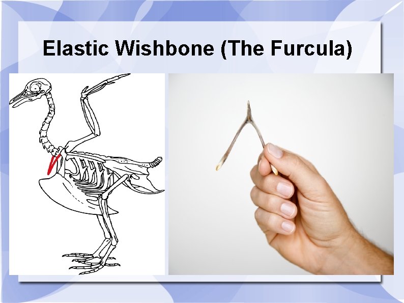 Elastic Wishbone (The Furcula) 