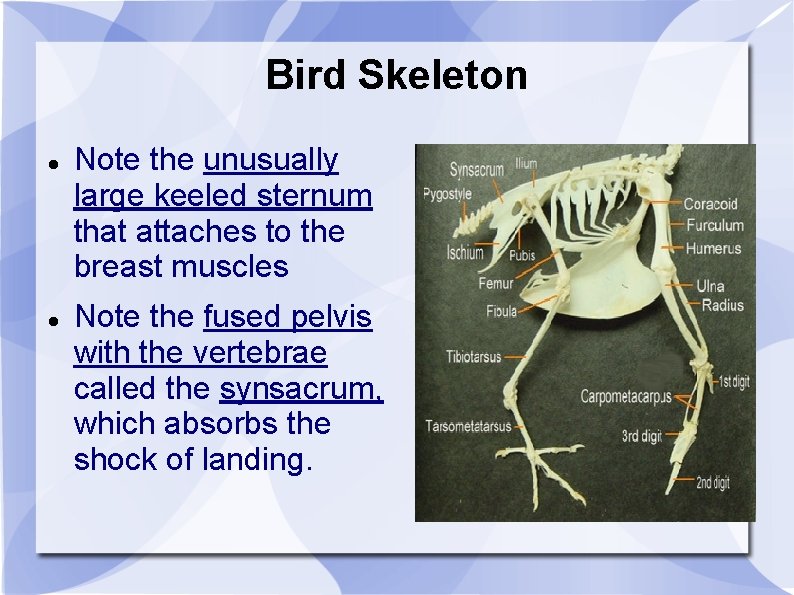 Bird Skeleton Note the unusually large keeled sternum that attaches to the breast muscles
