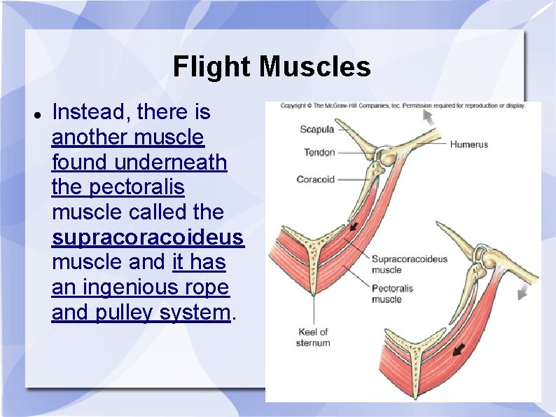 Flight Muscles Instead, there is another muscle found underneath the pectoralis muscle called the