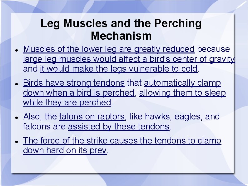 Leg Muscles and the Perching Mechanism Muscles of the lower leg are greatly reduced